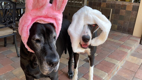 Funny Bunny Great Danes Argue About How To Wear Their Easter Rabbit Ears