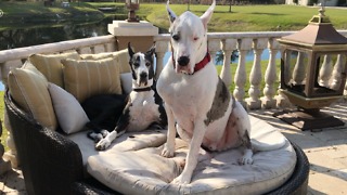Two Great Danes enjoy chilling out on the patio lounger