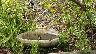 The Superb Fairy Wren (Malurus Cyaneus) in Mallacoota