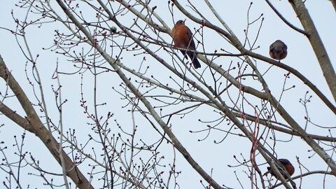 American Robin