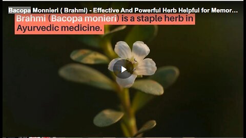 Learn more about Bacopa monnieri, also known as Brahmi, an effective and powerful herb