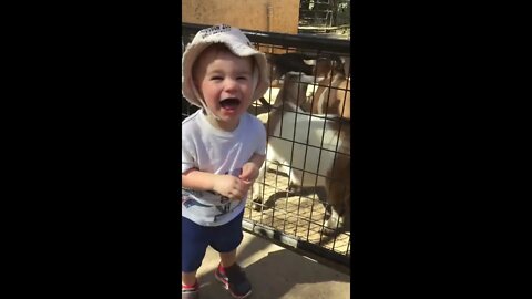 Just Laugh At Those Goats! Funny Short Lol Toddlers & Sheep by The Homeschool Dad 2022