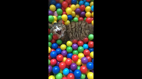 Kitten playing with balls 🏀
