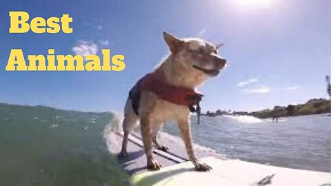 💥Best Animals Viral Weekly😂🙃of 2020 | Funny Animal Videos💥👌