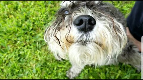 Happy miniature schnauzer