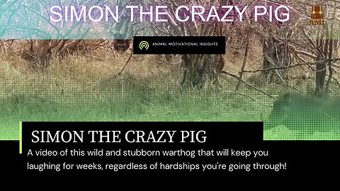 CRAZY SIMON THE WARTHOG - THE BEST NATURAL COMEDY EVER - IT WILL LEAVE YOU IN STITCHES FROM LAUGHING