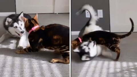 Cat wrestling with dog, watch this adorable dog video.