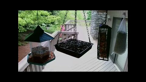 Live Bird Feeder in Ashville North Carolina. Up in the mountains