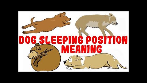 What Your Dogs Sleeping Position Reveals About Their Personality Health and Character
