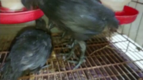 ayam cemani usia 2 bulan