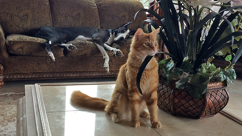 Great Dane watches crazy kitten attack orchid plant