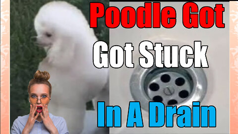 The Time A poodle🐕 Got Stuck IN a Drain In New Mexico