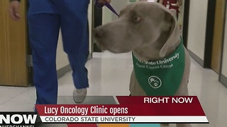 CSU Opens Veterinary Cancer Center
