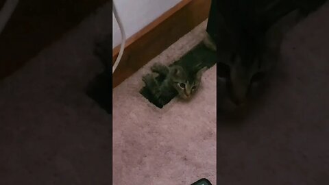 Combat Kitten infiltration training