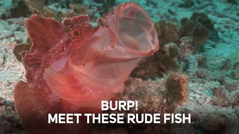 These are the rudest animals of the sea