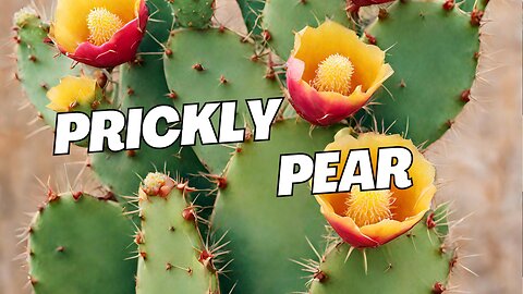 Prickly Pear Fruit: How to Open and Eat it Safely