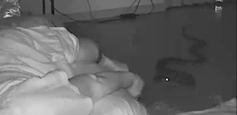 This is the shocking moment a snake slid into a grandmother's bedroom while she slept...