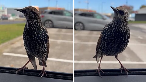 Super friendly wild birds hang out with guy in his car