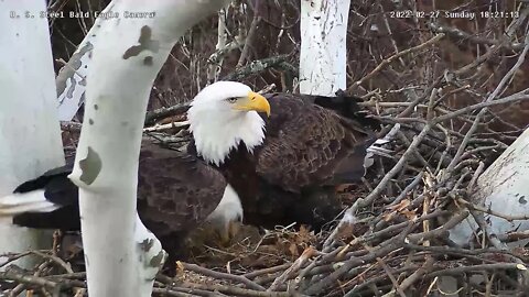 USS Eagles - Behaviors minutes before first egg