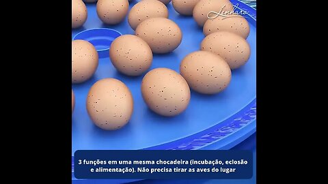 Chocadeira / Encubadora para 52 ovos da Lenharo, com rolagem automática, Ovoscópio, Água Automática