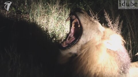 Magnificent Male Lion Yawning and Roaring in Africa