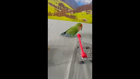 d_Training___Smart_lovebird_Parrot___Smart_Little_Cute_Parrot_training_