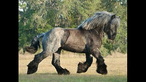 Independent Equine Brilliance: Watch a Smart Horse Drink Water Without Human Assistance!