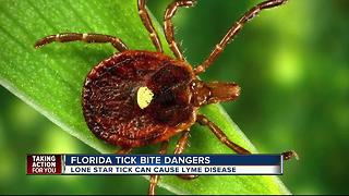 Lone Star Tick becoming active in Florida