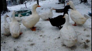 Ducks Meet Snow The Start of Winter
