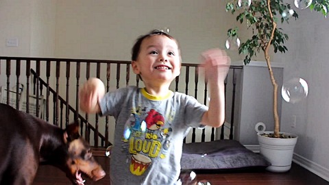 Toddler and Doberman go crazy for bubbles