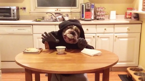 "Human" bulldog enjoys a snack