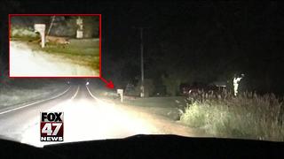 DNR confirms cougar sighting in Clinton County