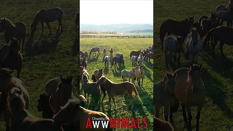 🤗 #AwwNIMALS - Meadow Majesty: A Herd of Horses at Grazing Time 💕