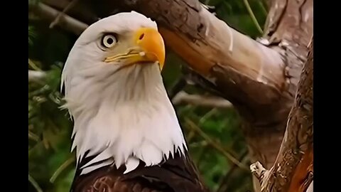 eagle hung afish #eagle#viralvideo