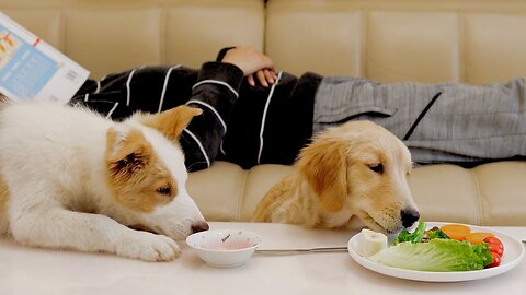 Doggie, you ate my lunch, what am I going to eat!