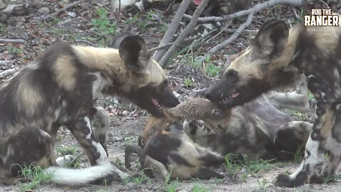 African Wild Dog Pack Devour Tiny Antelope
