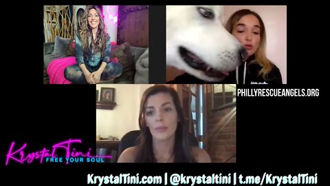 Krystal Tini TV EMERGENCY BROADCAST: Episode 16 Philly Rescue Angels Animal Rescue #dogs #dog