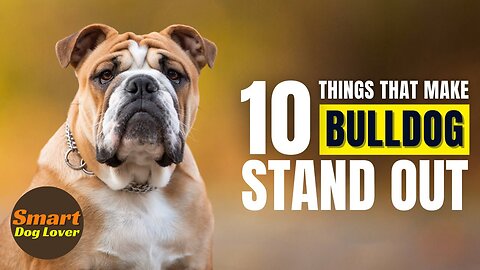 10 Things That Make a Bulldog Stand Out | Dog Training Tips