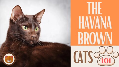 🐱 Cats 101 🐱 HAVANA BROWN - Top Cat Facts about the HAVANA BROWN