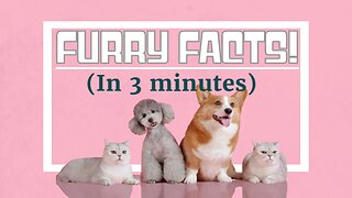 Interesting Facts About Our Furry Friends!