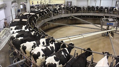 Millions of Dollars are Saved by Modern Methods of Raising Cows