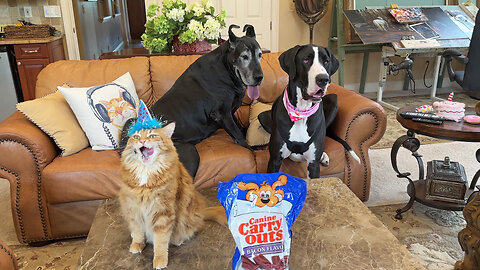 Funny cat & Great Danes love their fairy godmother birthday treats