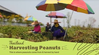 Where do peanuts come from?