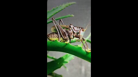 Beautiful Bugs' Captured On Video!