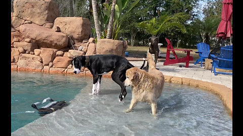 Skeptic dogs aren't sure about pool cleaning monster