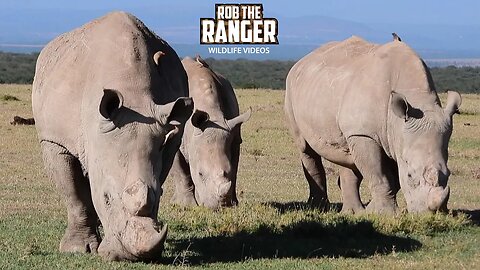 Southern White Rhino | Ol Pejeta | Zebra Plains On Tour