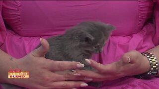 Pet Patrol | Morning Blend