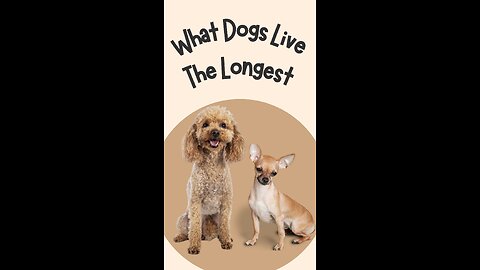 What Dogs Live The Longest