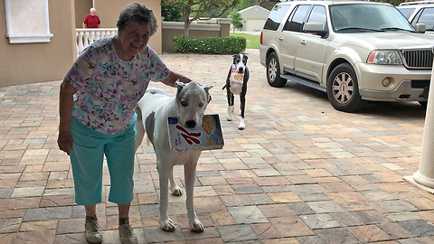 Great Danes help elderly woman bring in groceries