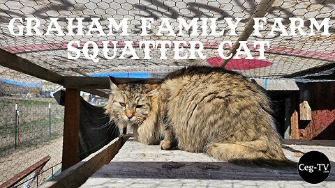 Graham Family Farm: Squatter Cat